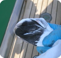 polishing stainless steel boat yacht cleaning detailing